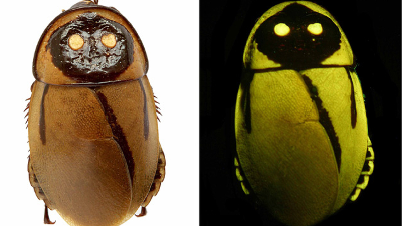 Illustration for article titled These glow-in-the-dark cockroaches look exactly like jawas
